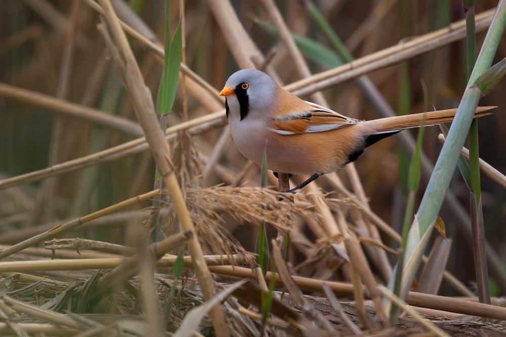 Photograph by Марат Кучкаев