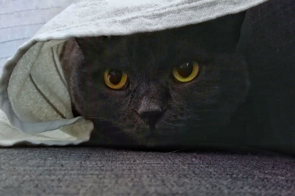 Photograph by Екатерина Чижевская