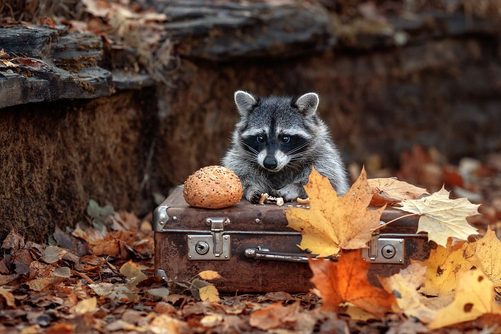 Завтрак на природе