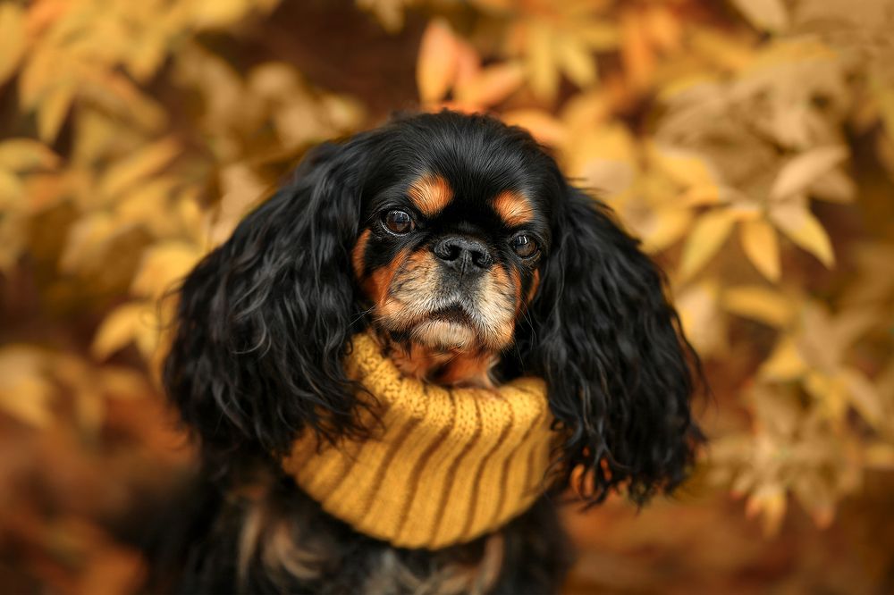 Флора. Осенний портрет.