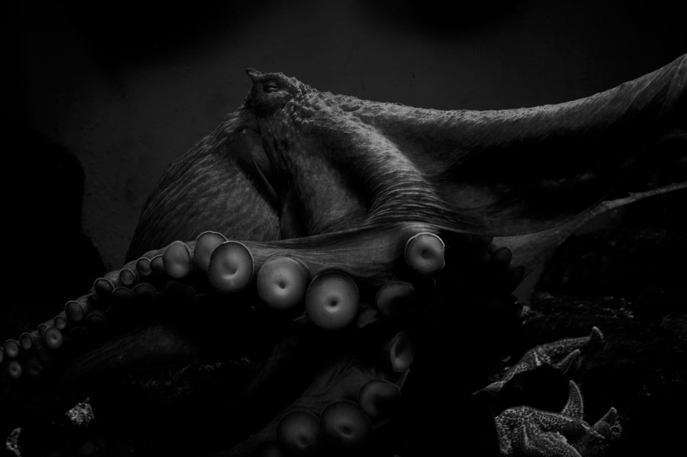 Осьминог в ожидании солнца.