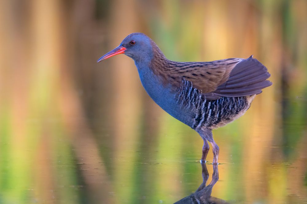 Water rail