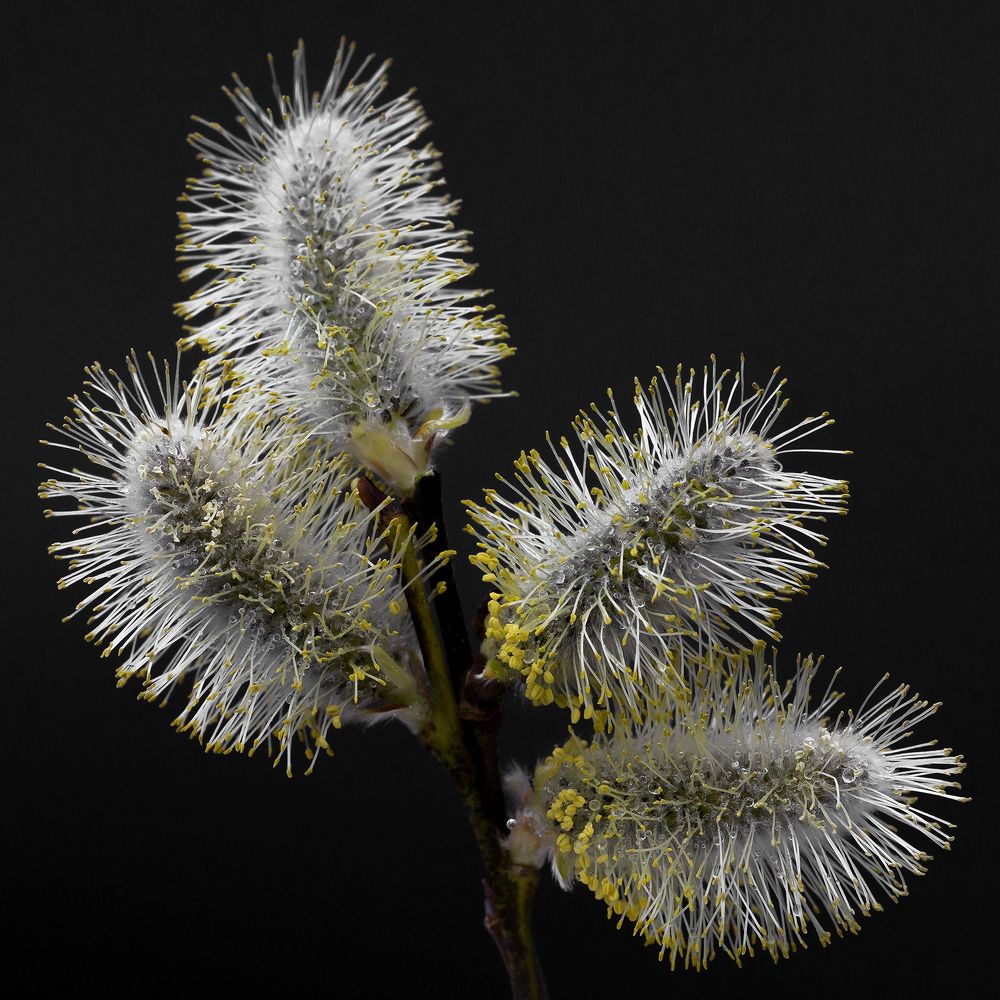 Photograph by Олег Тетерин