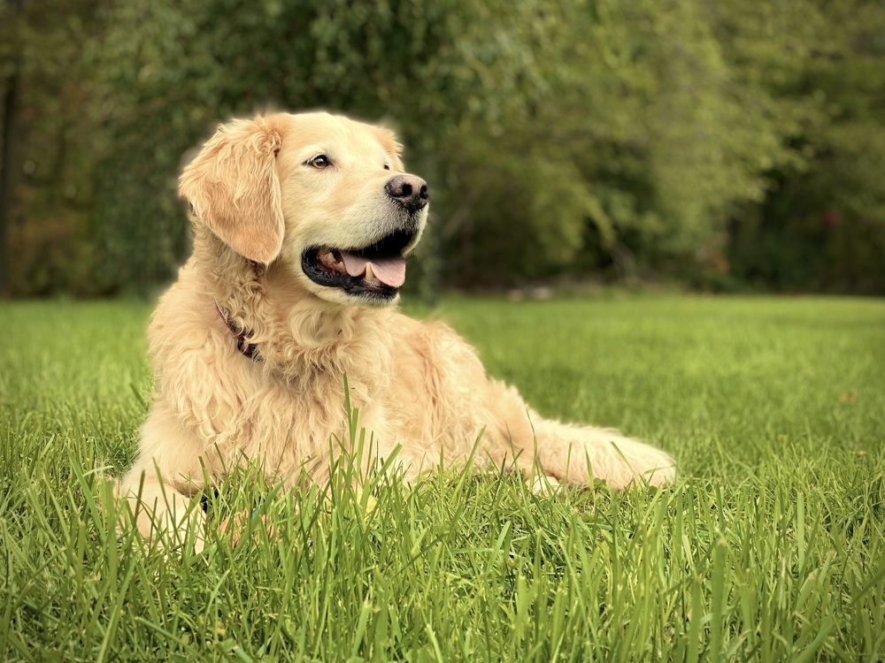 Photograph by A Mook