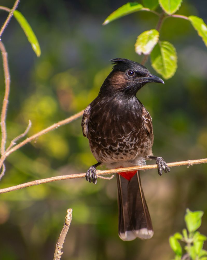 Photograph by Kamal Bhattacharjya