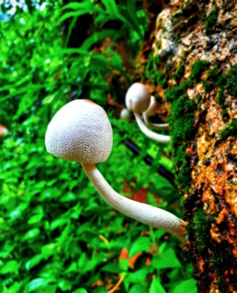 Photograph by Ruchika Kalangutkar