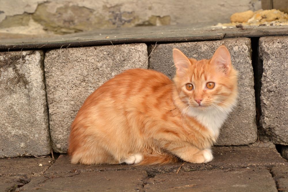 Photograph by Галя Кочубей