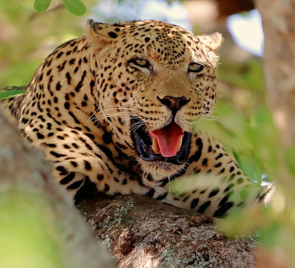 Photograph by Jacques Nel