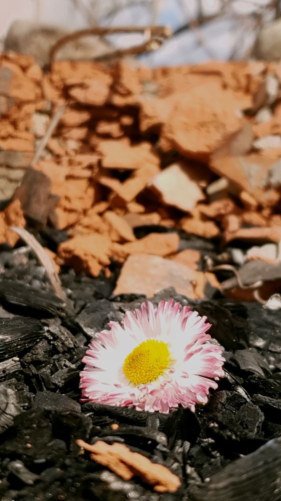 маргоритка