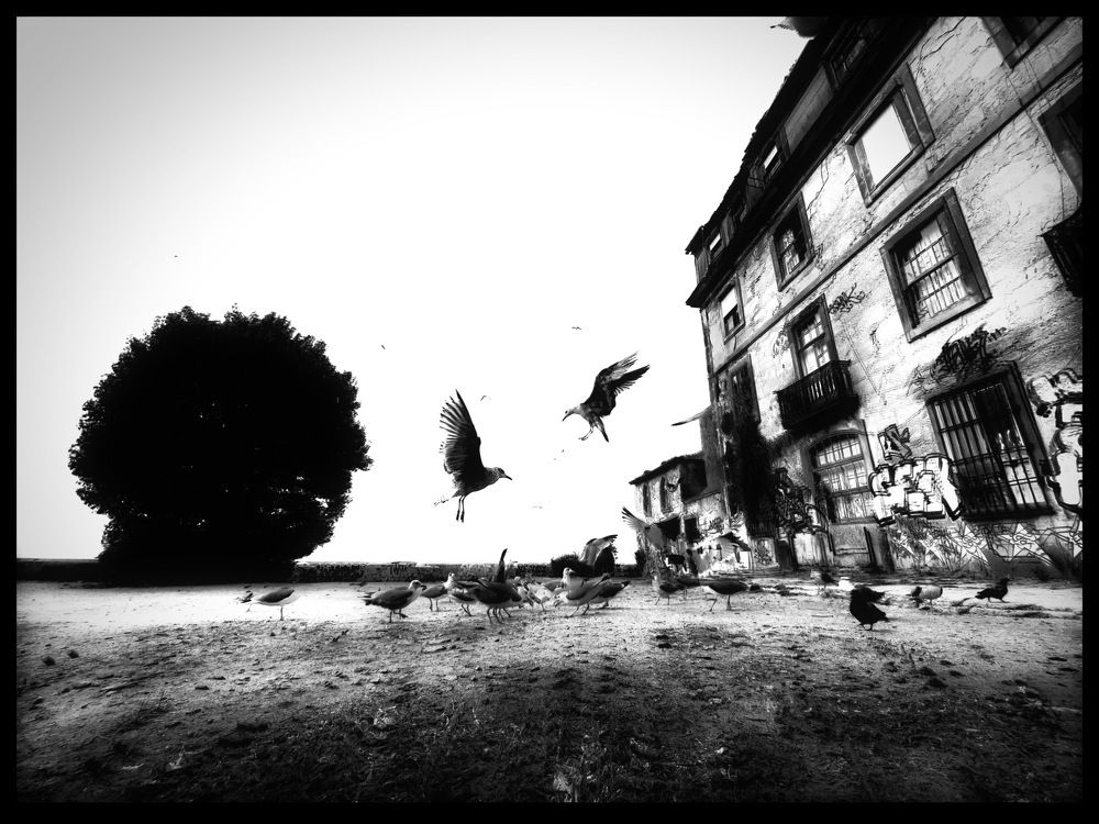 Photograph by Miguel Gonçalves