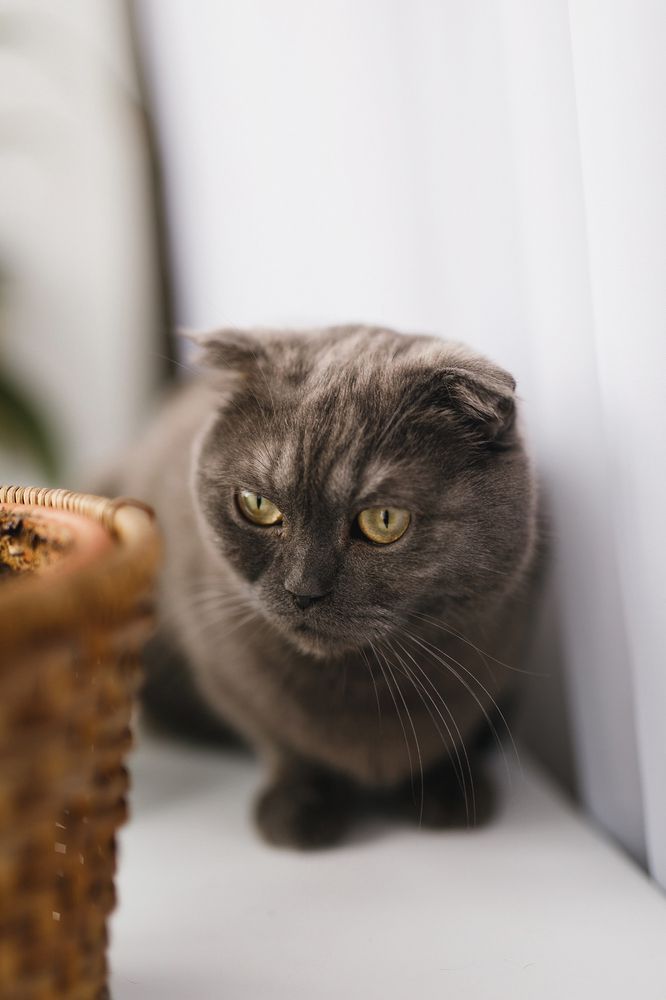 Фотография автора Тема Цезарь