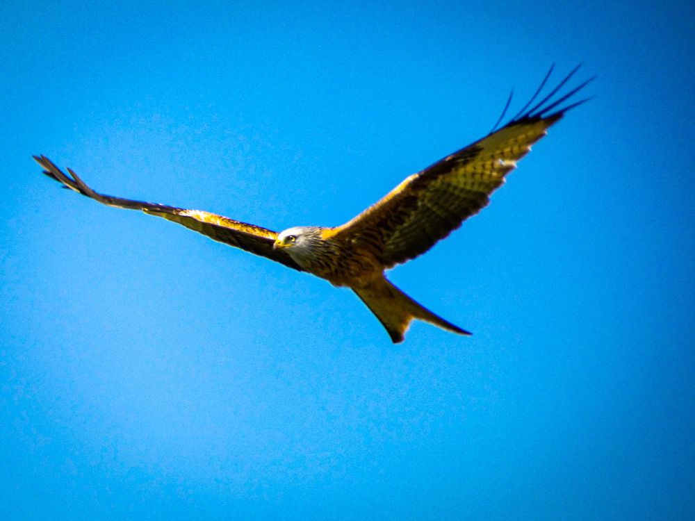 Фотография автора Michael Gault