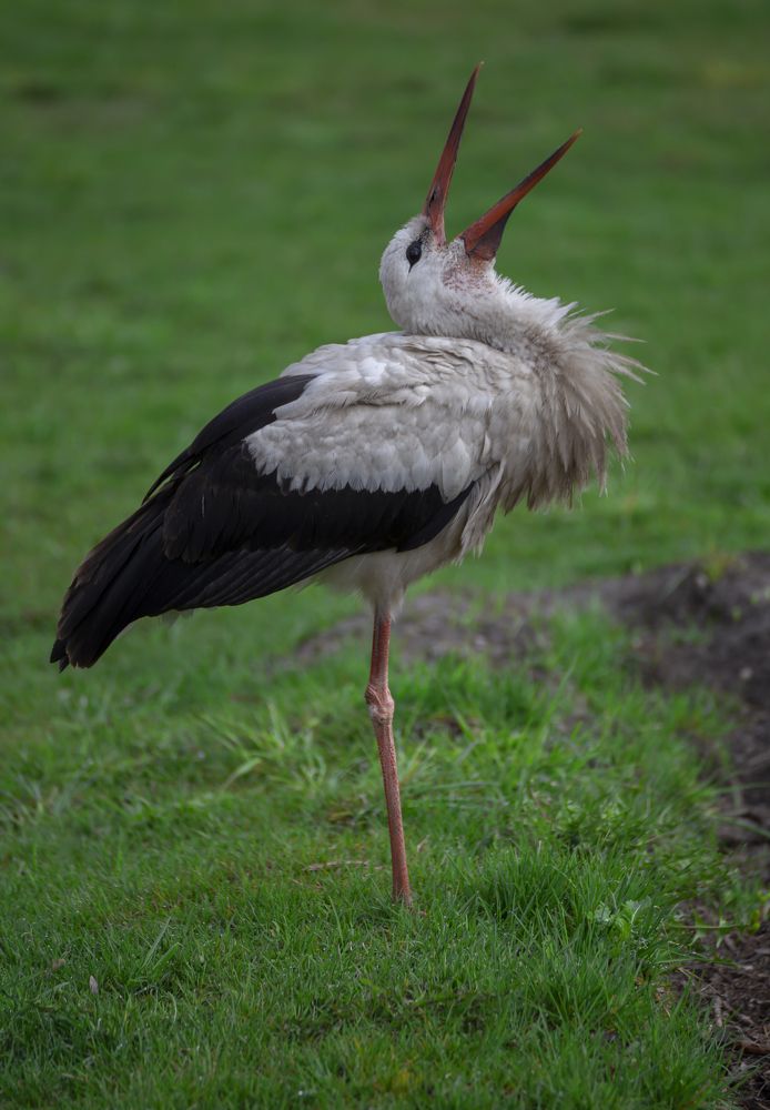 Photograph by Leanid Kulpo