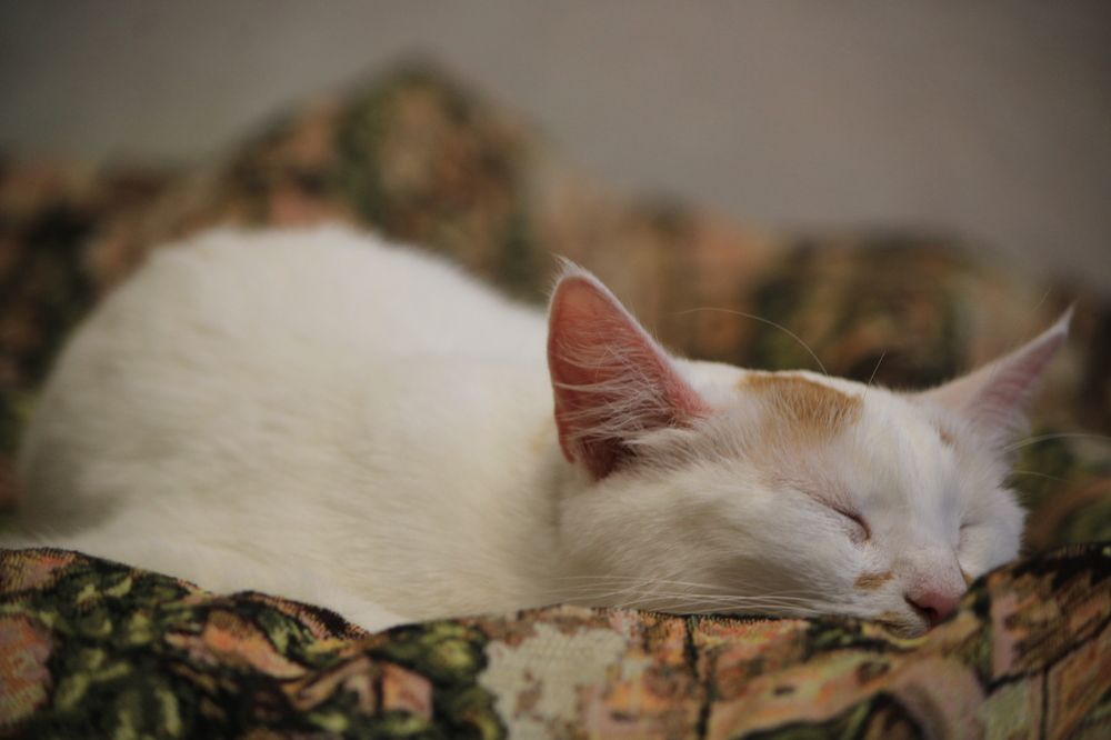 Фотография автора Никита Гутор