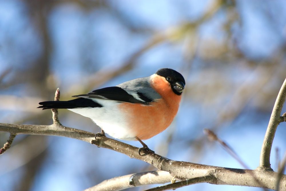 Обыкновенный снегирь (лат. Pyrrhula pyrrhula)