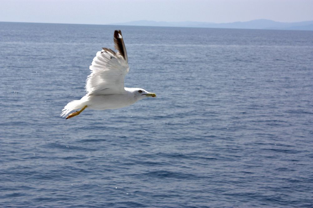 Чайка(лат. Larus)