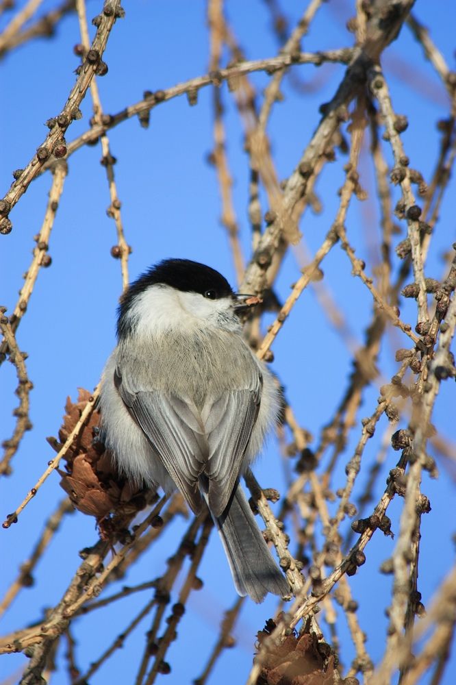 Буроголовая гаичка (лат. Poecile montanus)