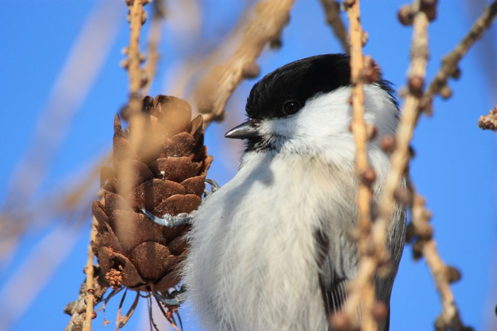 Буроголовая гаичка (лат. Poecile montanus)