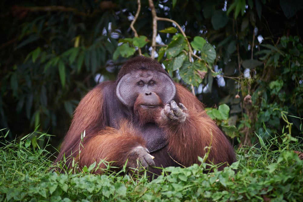 The Great Ape of Borneo