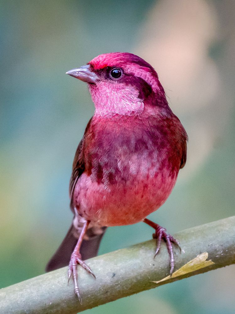 Фотография автора Grace Rani