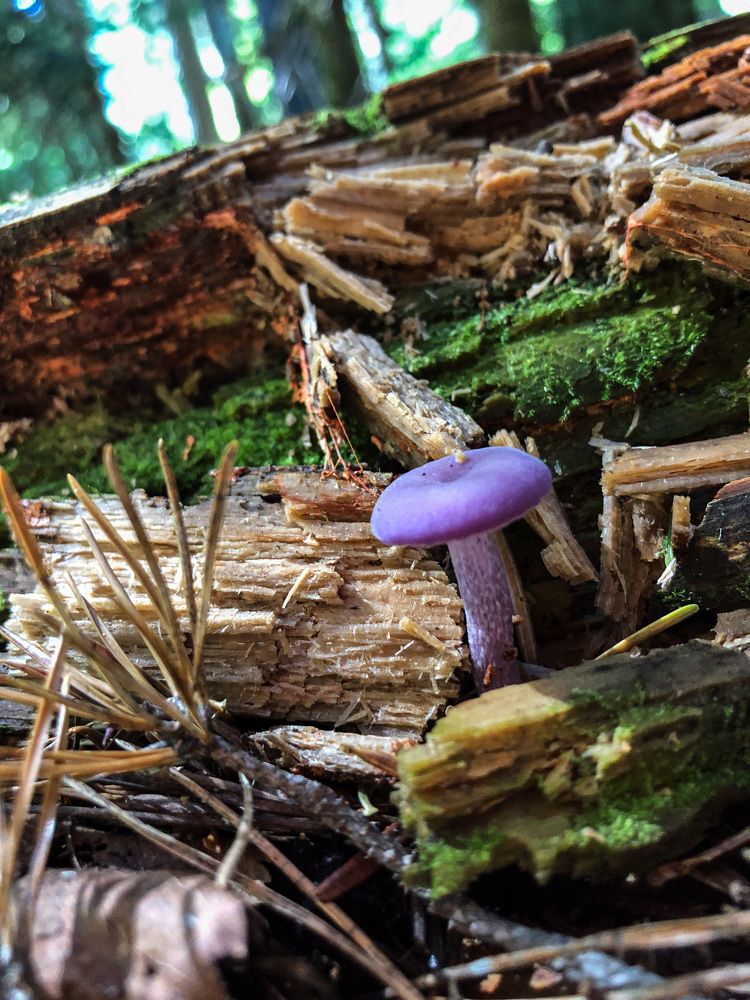 Photograph by Анастасия