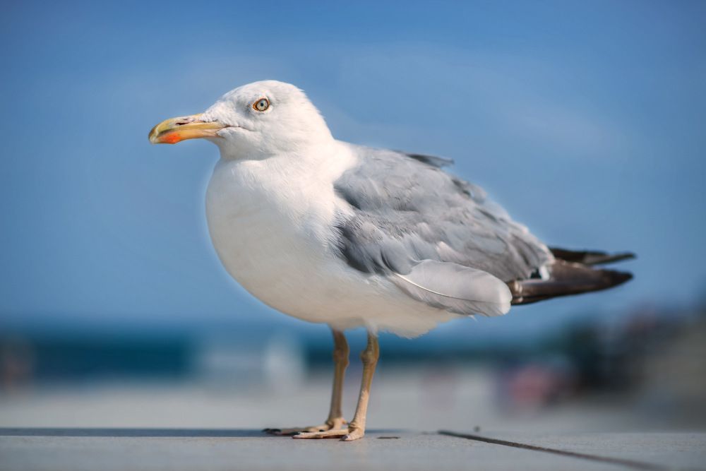 Photograph by Marina Ivanova