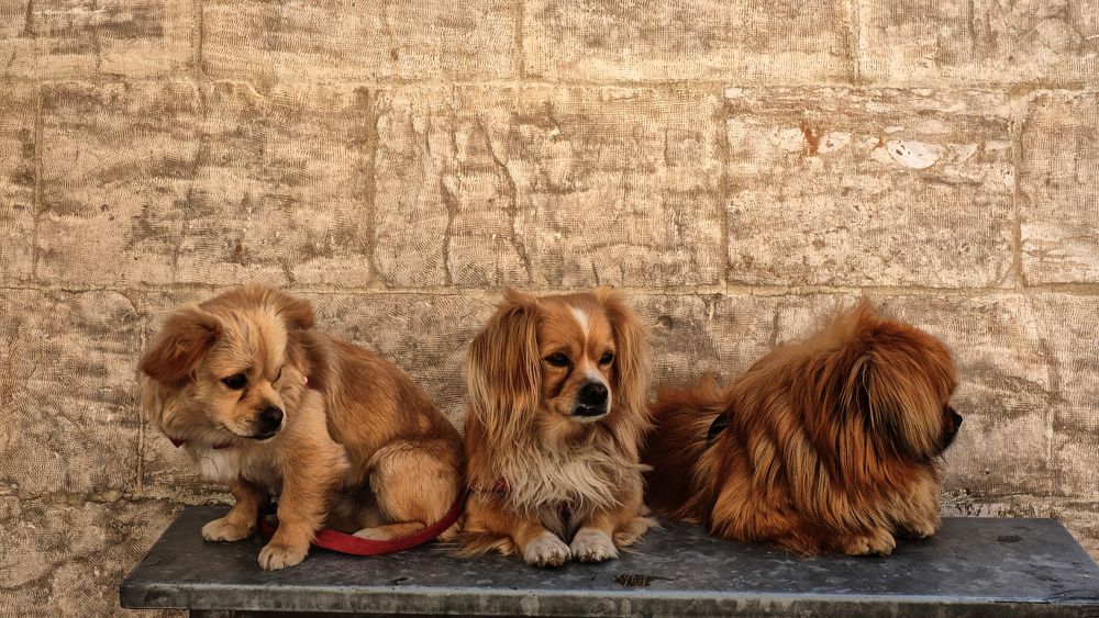Photograph by Muzaffer Sütlüoğlu