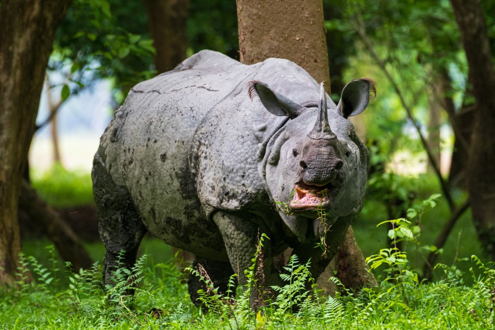 The grazing tank of Northeastern India.