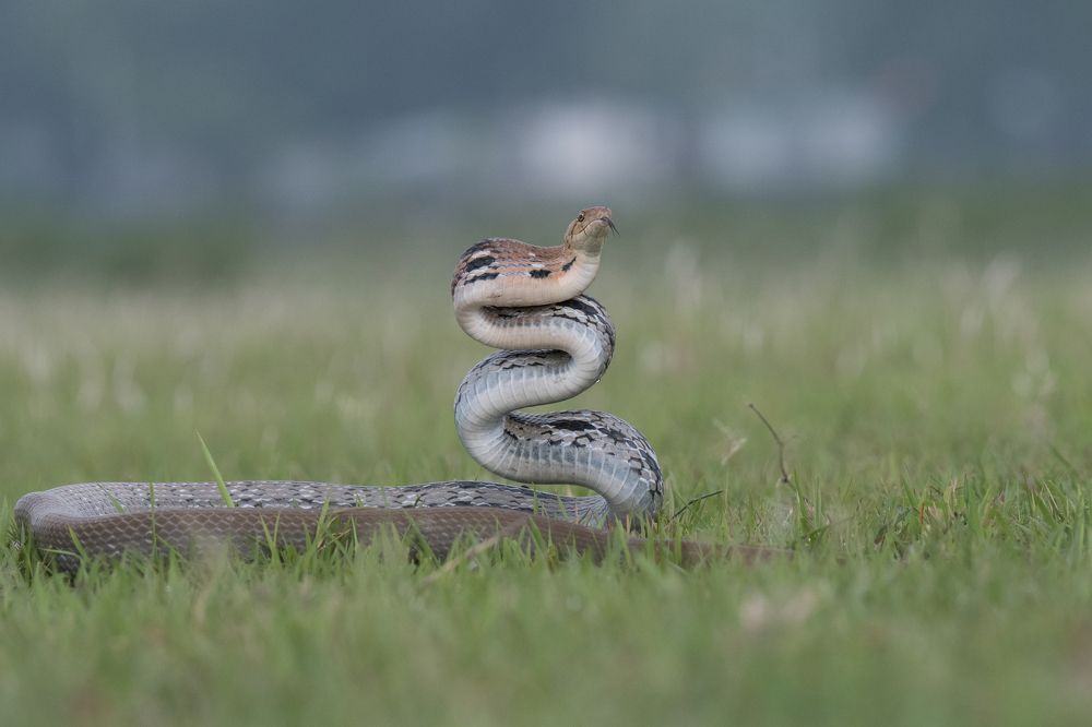 Copper Headed Trinket