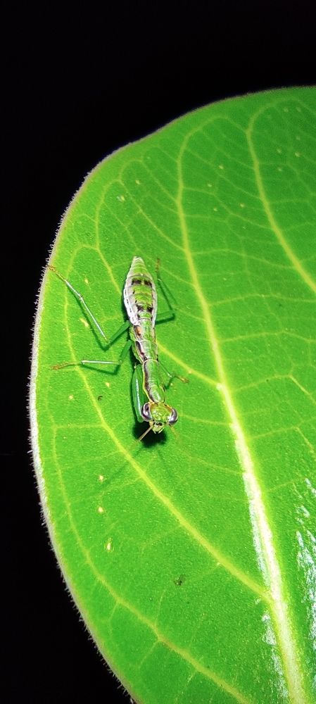 Mantis: Home or habitat?