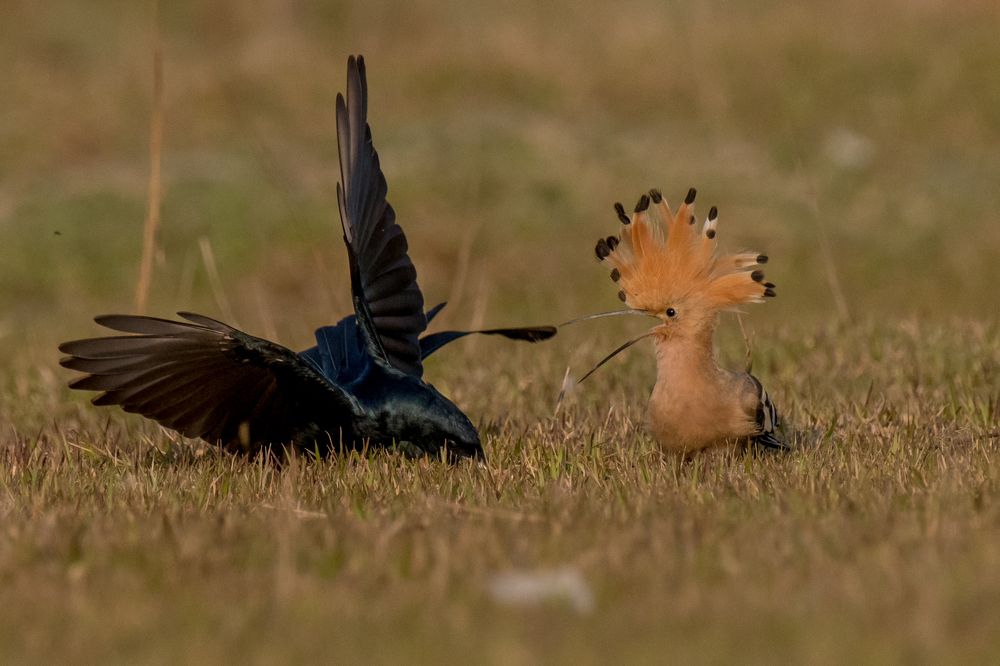 hoopoe and drongo fight