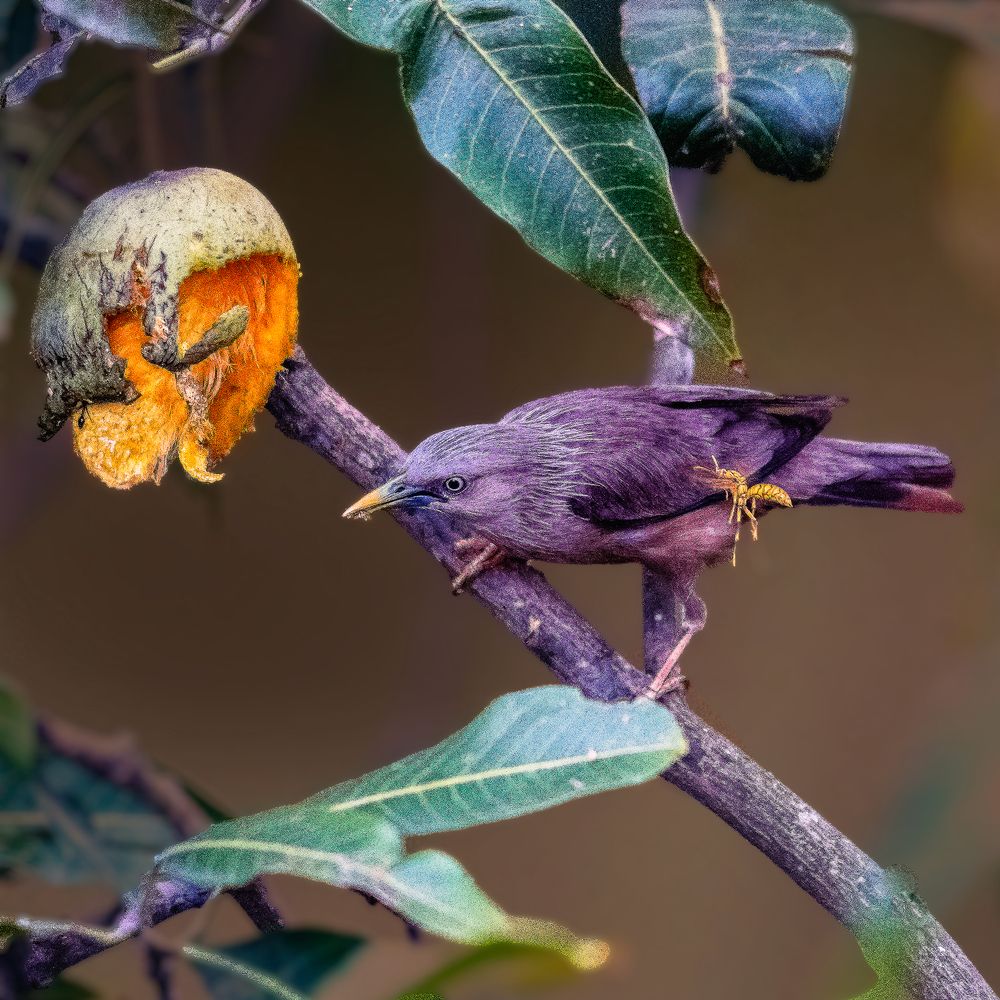 Photograph by Sukhen Bandyopadhyay