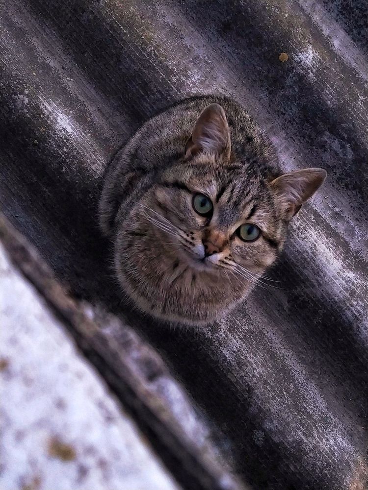 Фотография автора Наталья Алексеева