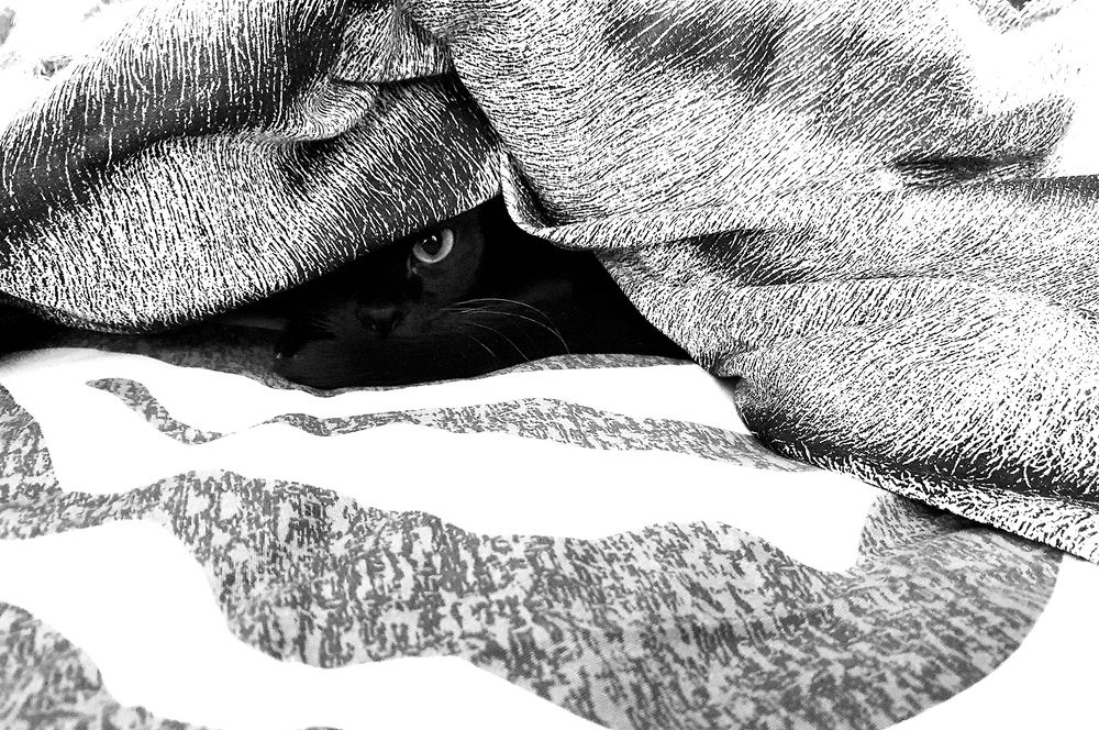 Фотография автора Надежда Лисицына