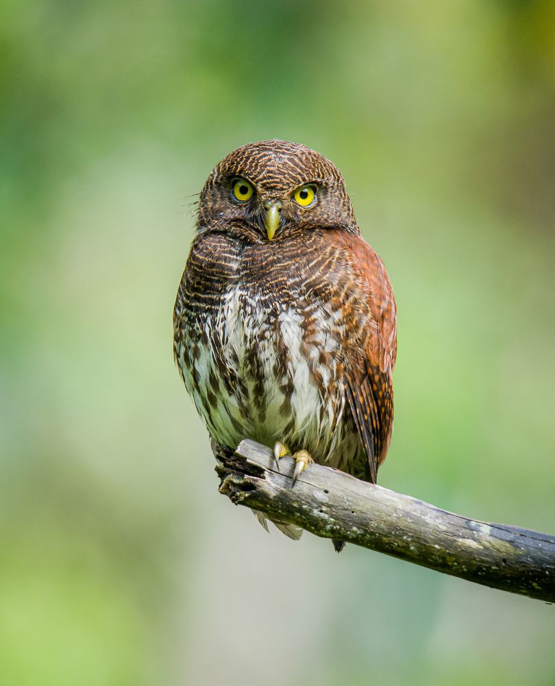 Cutie Owlet