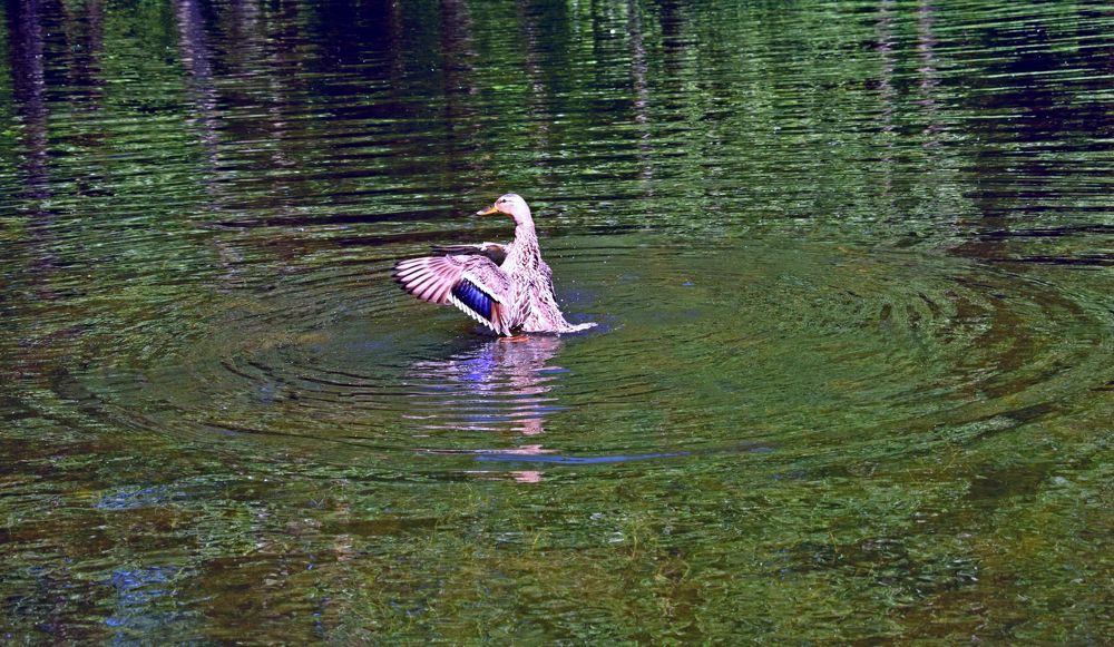 Photograph by Танзиля Завьялова