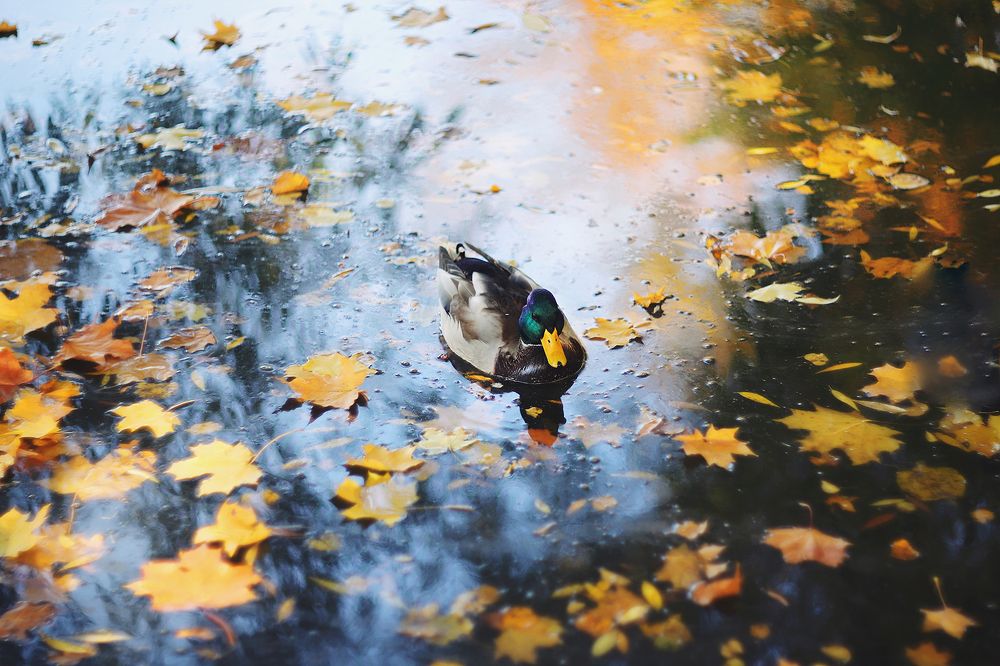 Photograph by Anna Lin
