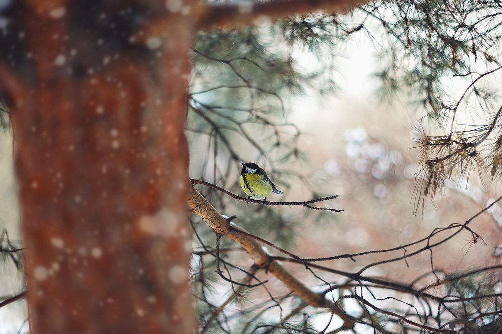 Photograph by Anna Lin