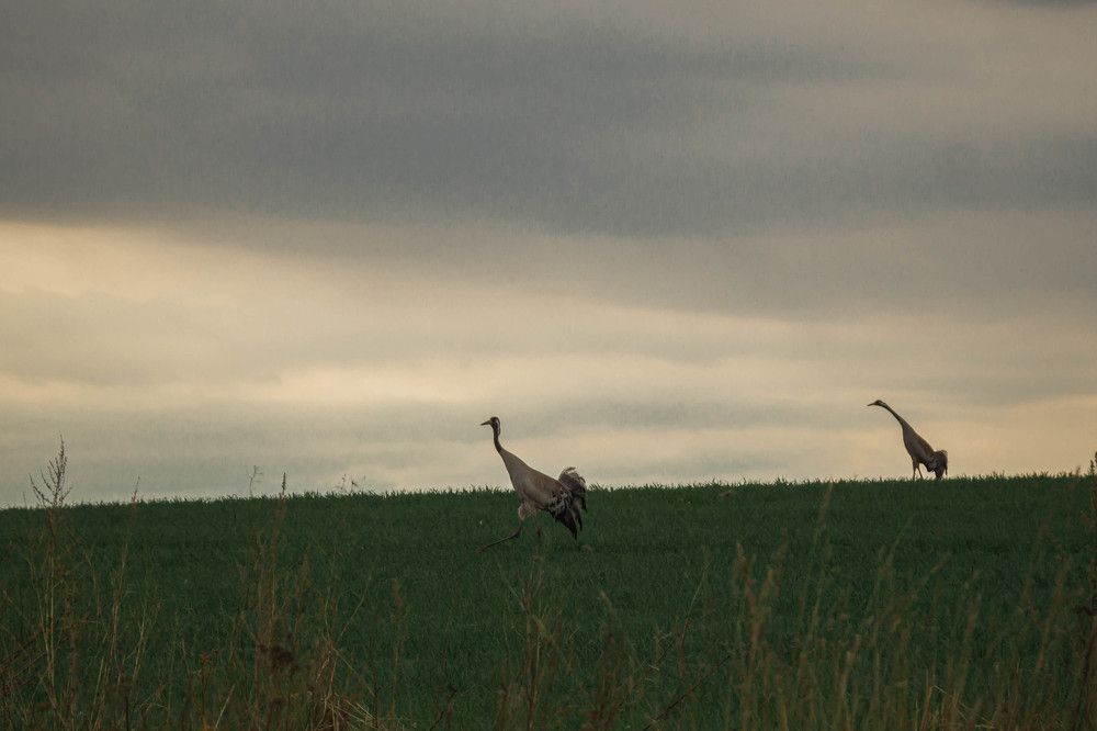 Photograph by Светлана Гонская