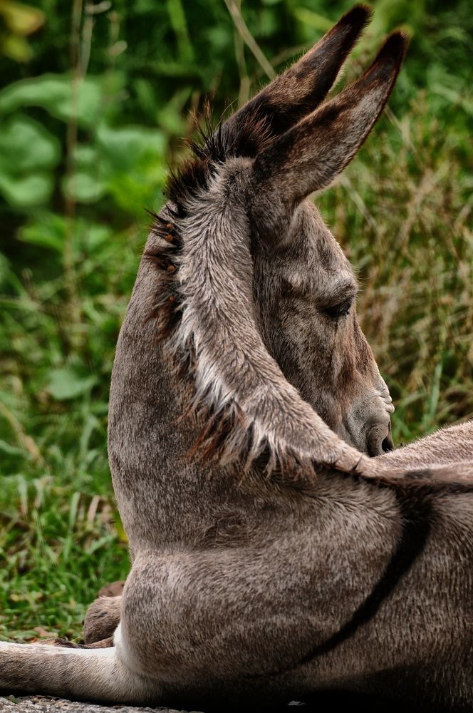 Photograph by Muzaffer Sütlüoğlu