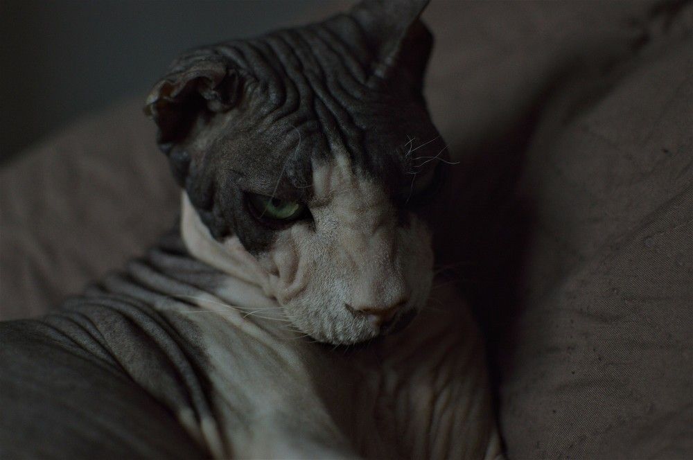 Фотография автора Елена Лапицкая