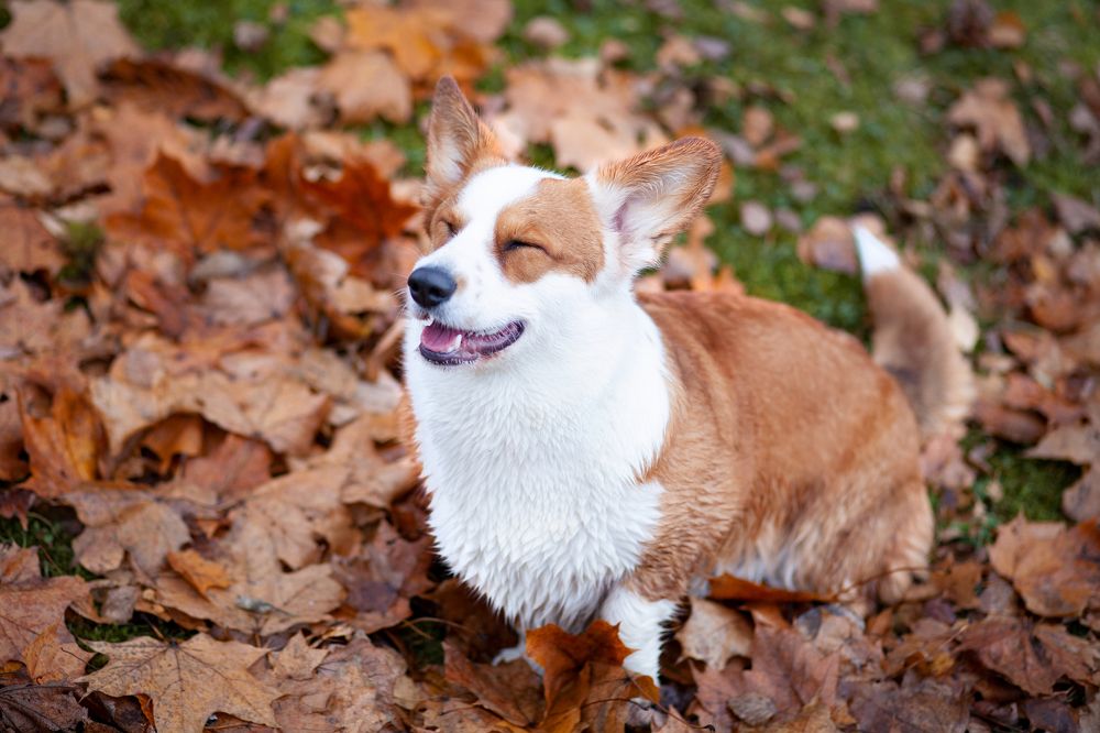 Photo #7533077