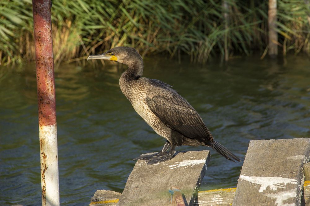 Photograph by Почечуй Андрей