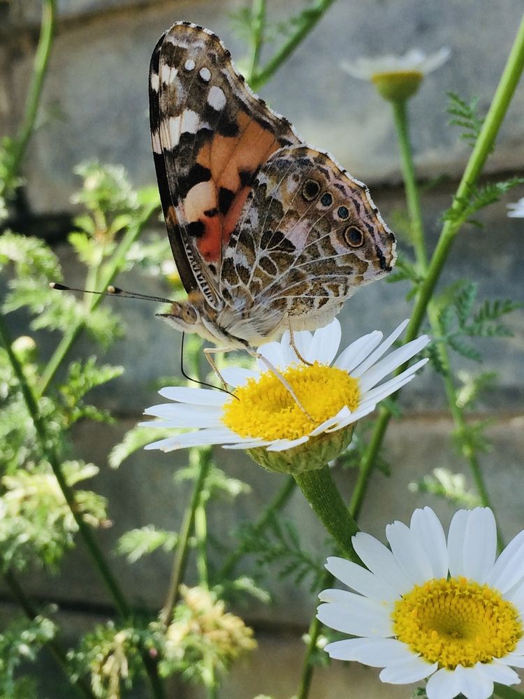 Photograph by hanie rashidi