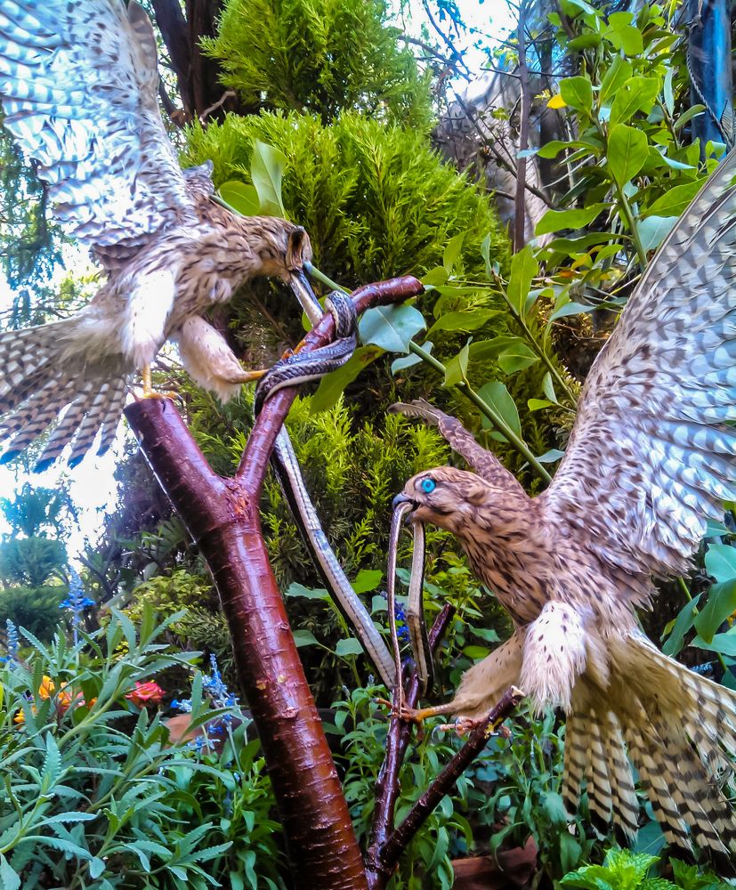 Фотография автора Adel elqamhawi Mohamed