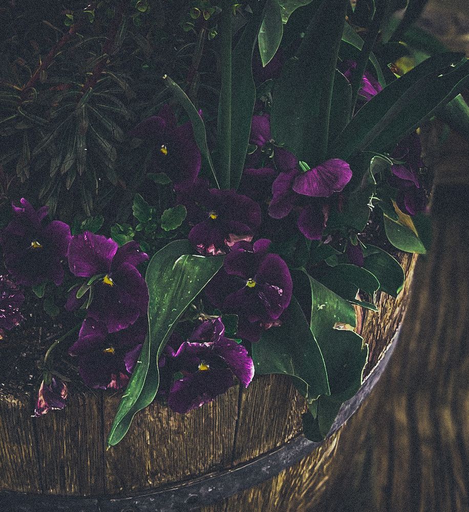 Photograph by Natalia Everatt