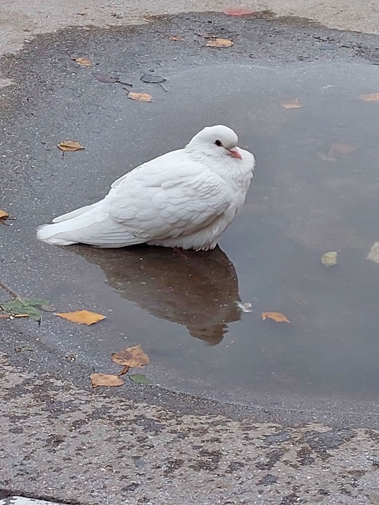 Photograph by Светлана Шиляева