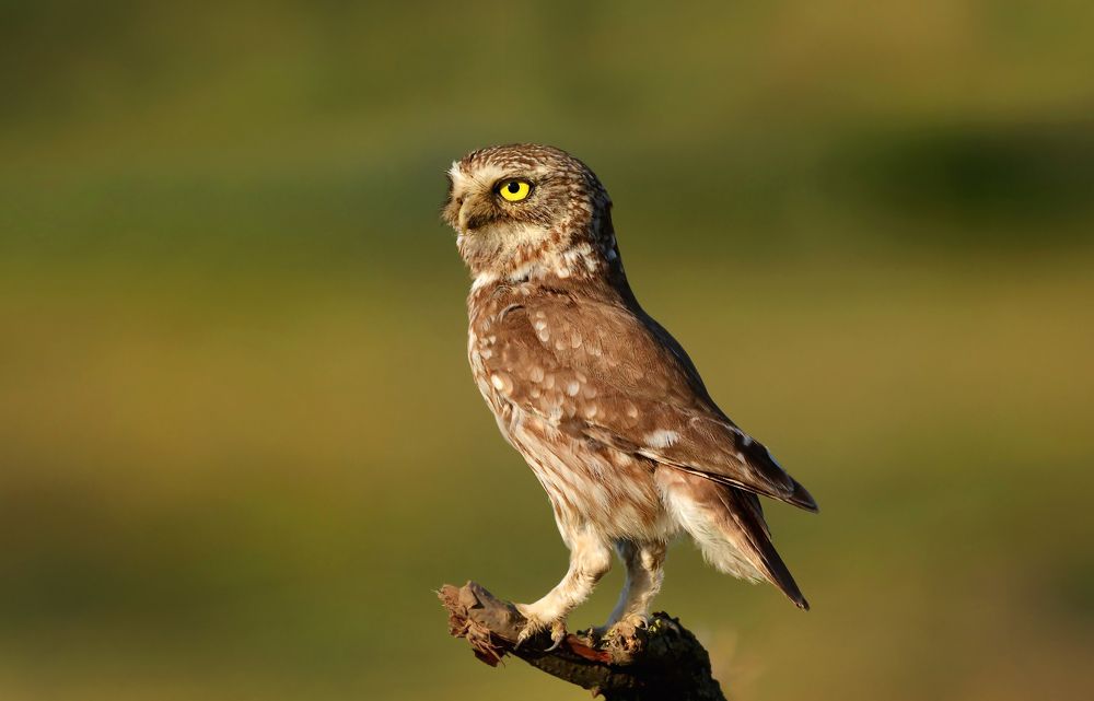 Photograph by Светлана Медведева