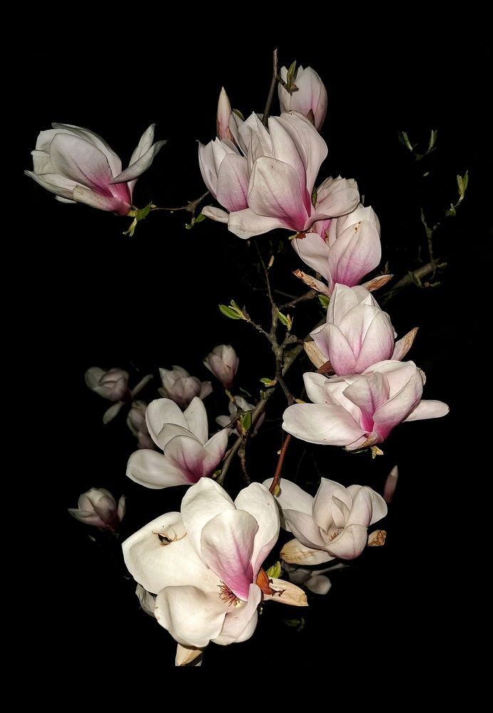 Photograph by Olga Weinberger