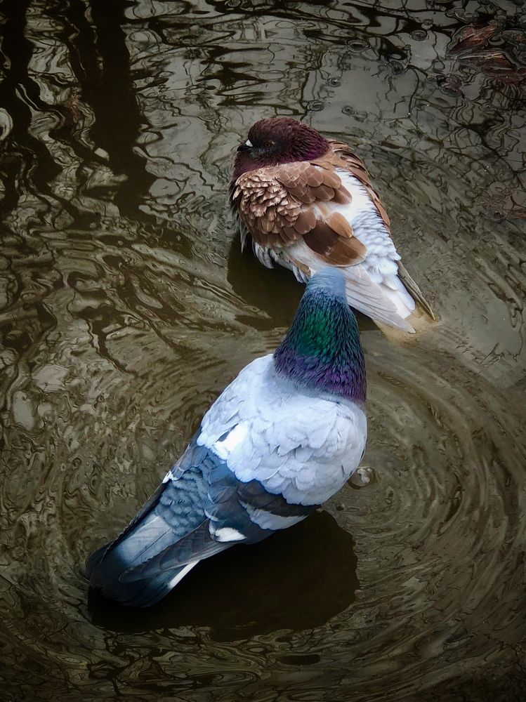 Photograph by Юлия Отставнова